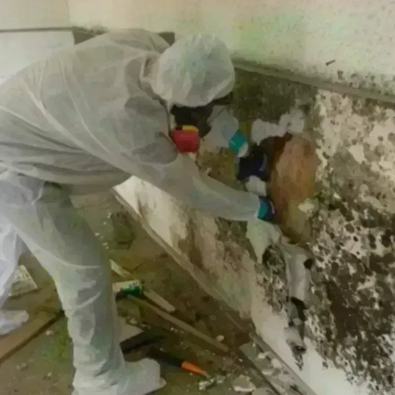 Mold Remediation and Removal in Mount Pleasant, MI